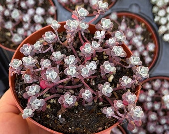 Purple Sedum spathulifolium carnea / Cold Frost Hardy Succulent 2” and 4” pots