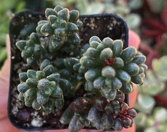 2” Sedum Furfuraceum succulent plant