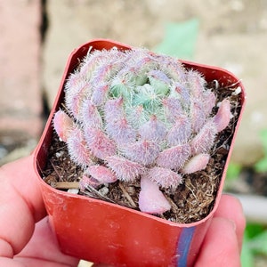 Echeveria Setosa Mexican Firecracker