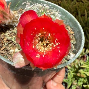 Echinopsis Lobivia Cactus 4” pot