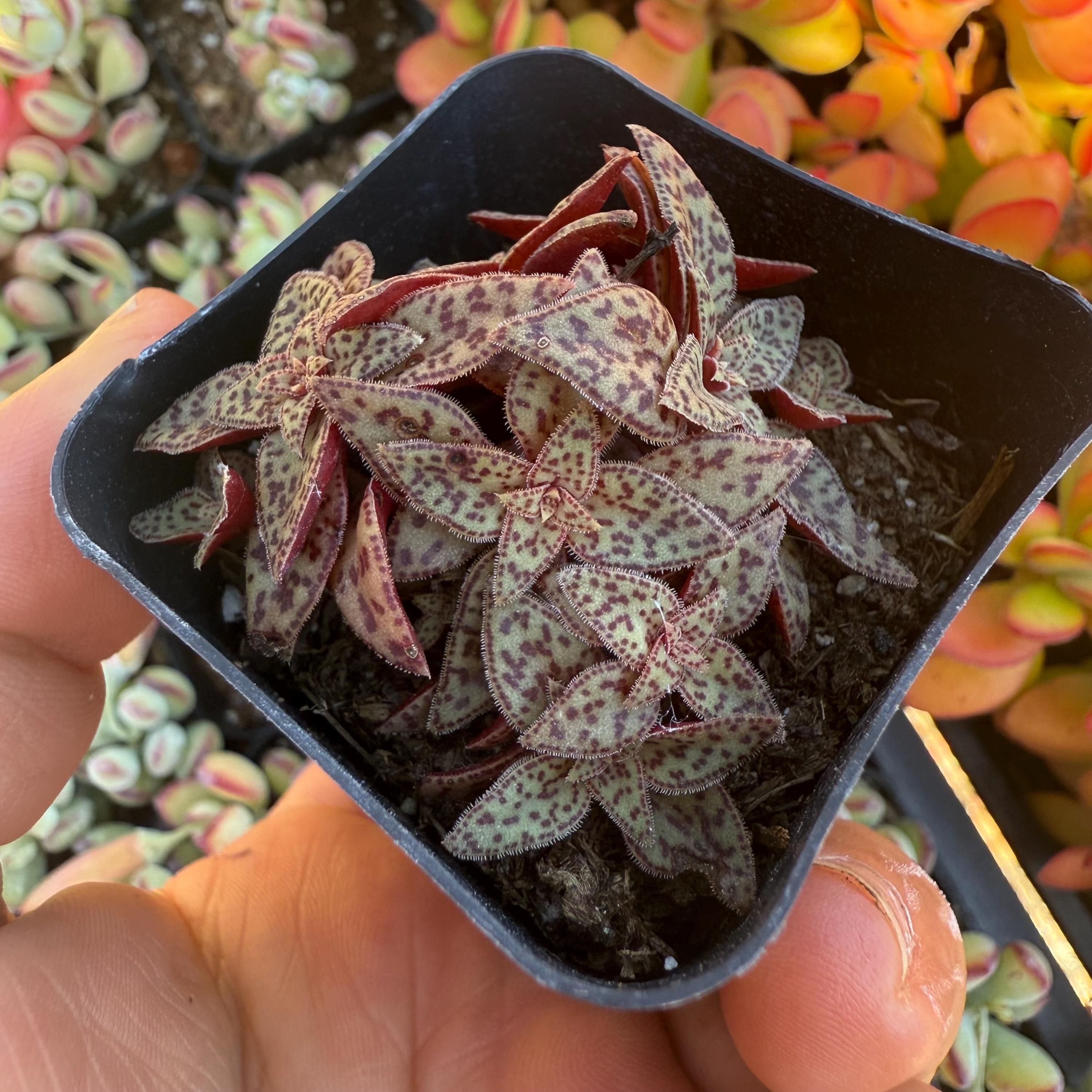 アクセサリー xiaoxingzuojian Crassula Exilis Ssp. Cooperi 'tiger Jade' - Etsy
