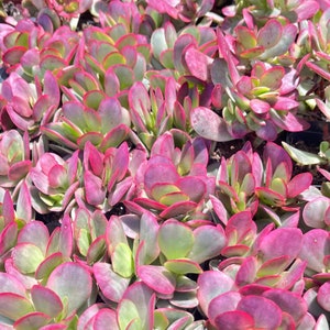 Crassula Platyphylla Variegata - Pink Jade Variegated Crassula | Crassula Platyphylla | Crassula Variegata succulent Plant