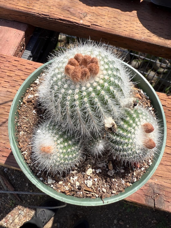 kentia-palme kaufen Kentia Palme (Howea fosteriana)