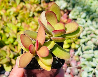 Crassula Money Maker Succulent Plant