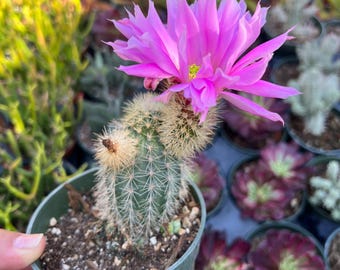 Nala ナラ　Cactus all in one Nala・ナラ・Cactus all in one・nala