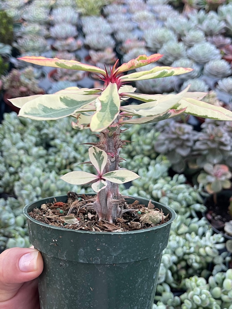 Variegated Euphorbia milii 'Fireworks' Succulent Plant afbeelding 3