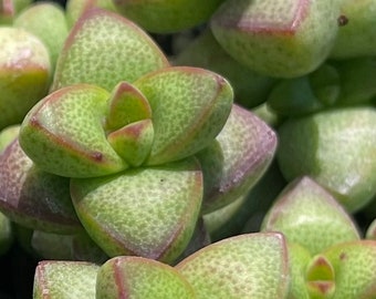 Crassula Brevifolia