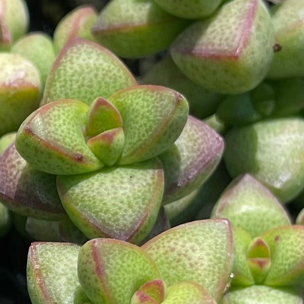 Crassula Brevifolia