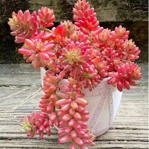 Sedum Rubrotinctum Aurora / Pink Jelly Beans