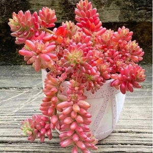 Sedum Rubrotinctum Aurora / Pink Jelly Beans 2 to 3 plants per pot