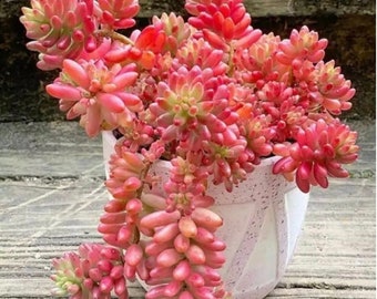 Sedum Rubrotinctum Aurora / Pink Jelly Beans 2 to 3 plants per pot