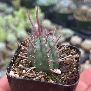 Euphorbia Ferox  Cactus,Euphorbia , live succulent plant,variegated cactus