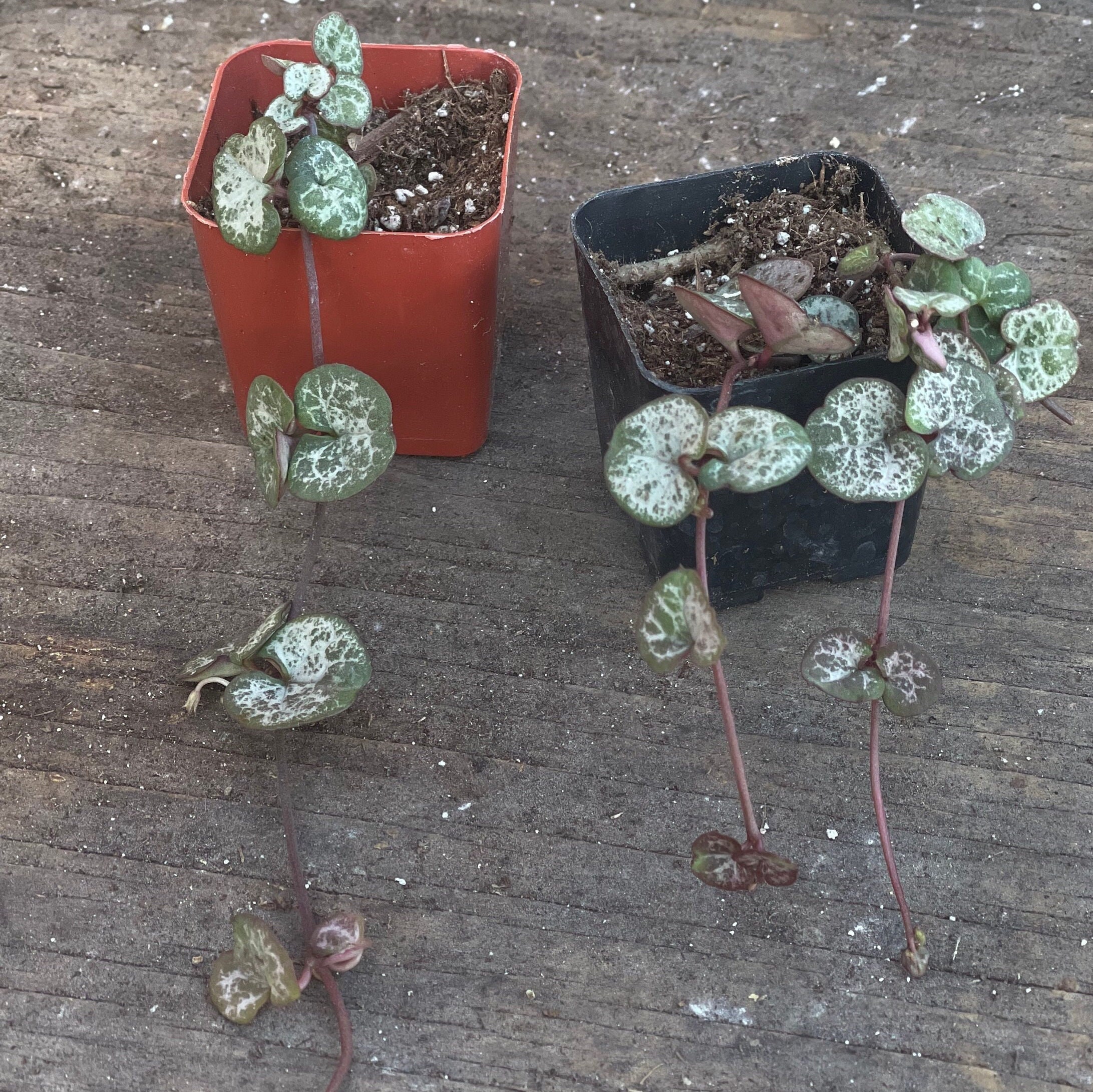 2 Ceropegia Woodii String of Hearts Etsy