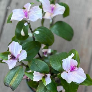 outdoor pothos Pothos Marble Queen in Hanging Basket, Live Patio Plant