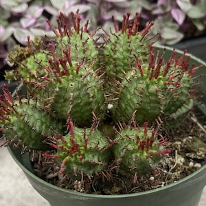 Euphorbia Monstrose