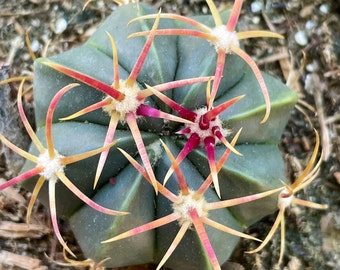 3'' Ferocactus Macrodiscus Barrel Cactus Plant-