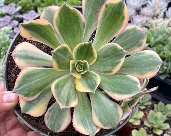 Aeonium sunburst Succulent Plant