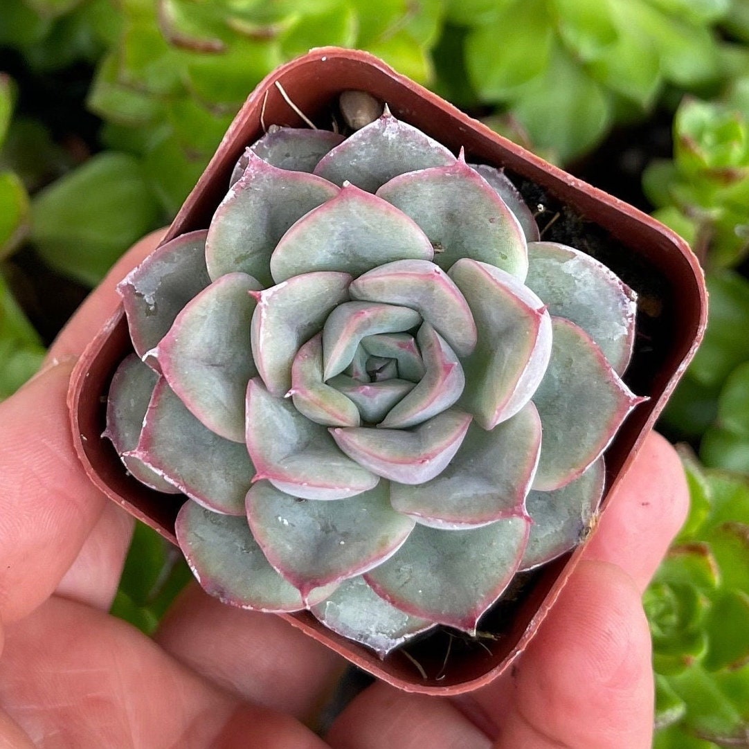 ファッション 通販 2” Echeveria Hercules Succulents - Etsy パンツ