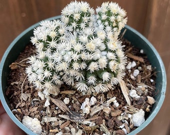 4'' Mammillaria Gracilis Fragilis - Popcorn Cactus