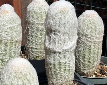 Peruvian Old Lady - Fully Rooted Columnar Type Cactus- Espostoa  Melanostele, Cactus/succulent - Etsy