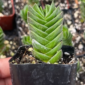 2" Rare Crassula Buddha’s Temple Succulent Plant