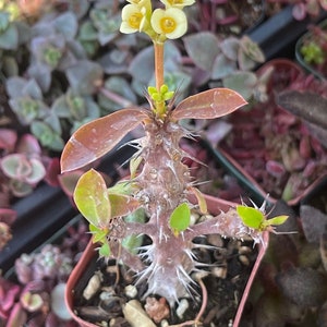 2” Crown of Thorns (Euphorbia Milii) Red and yellow