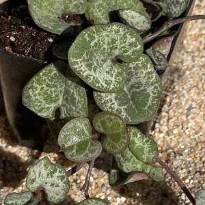 May include: Close-up of a String of Hearts plant in a black pot. The plant features heart-shaped leaves with a mottled green and white pattern. The leaves are attached to thin, reddish-brown stems. The plant is in a black plastic pot.
