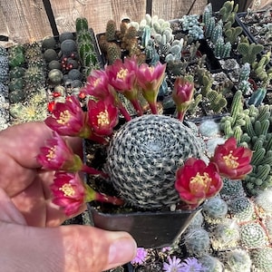 2” Rebutia Heliosa