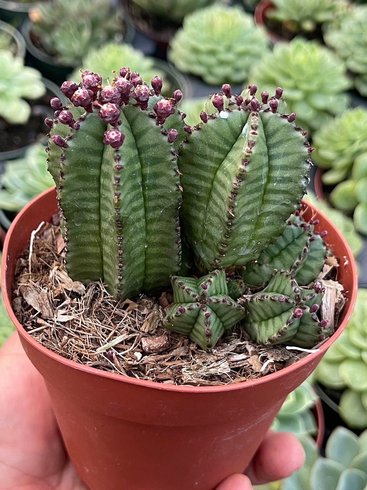 Potus Planta Natural Euphorbia Acrurensis Pur Plant Cactus