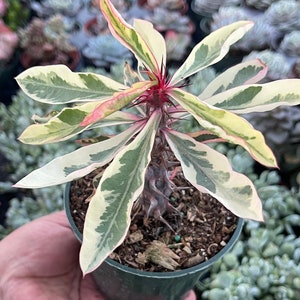 Variegated Euphorbia milii 'Fireworks' Succulent Plant afbeelding 1