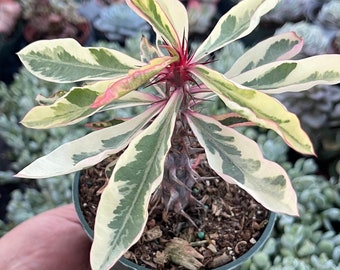 Variegated Euphorbia milii 'Fireworks' Succulent Plant