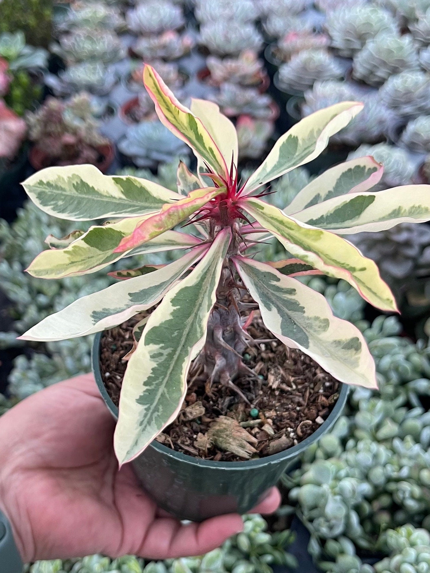 Cactus Naturales Cactus Corona De Cristo DECOALIVE Planta