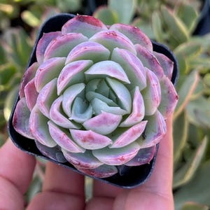 May include: A close-up of a succulent plant with light green leaves and pink edges. The plant is in a small black pot.