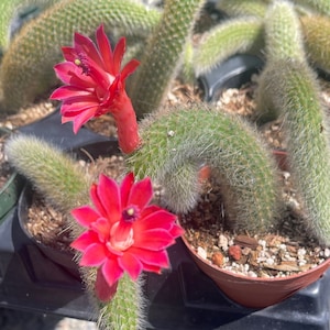 4&#39;&#39; Monkey Tail Cactus