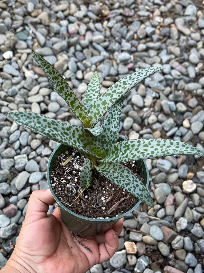 Silver Quill Plant