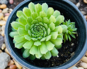 4” Sempervivum Green wheel