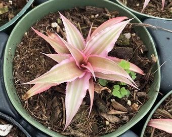 4” Cryptanthus “Pink Starlight”