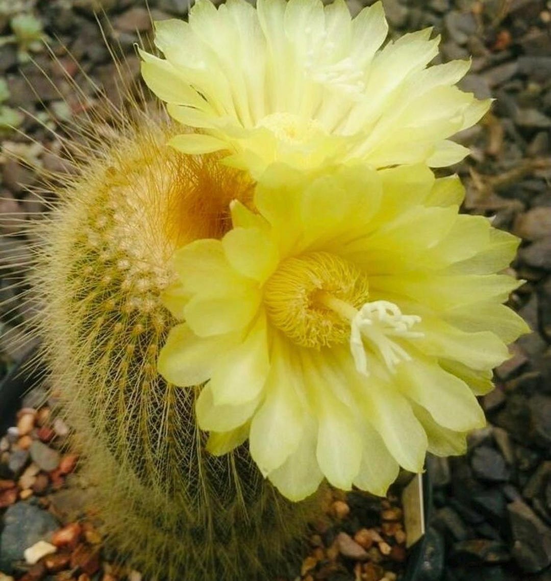 2 Lemon Ball Cactus 'parodia Leninghausii' - Etsy