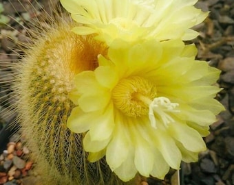 2” Lemon Ball Cactus 'parodia Leninghausii' - Etsy