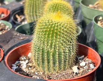 4” Lemon Ball Cactus 'parodia Leninghausii' - Etsy