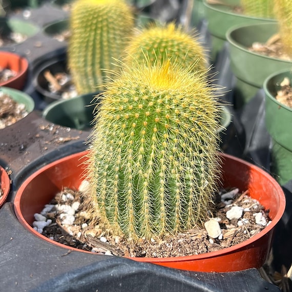 2” Lemon Ball Cactus 'parodia Leninghausii' - Etsy
