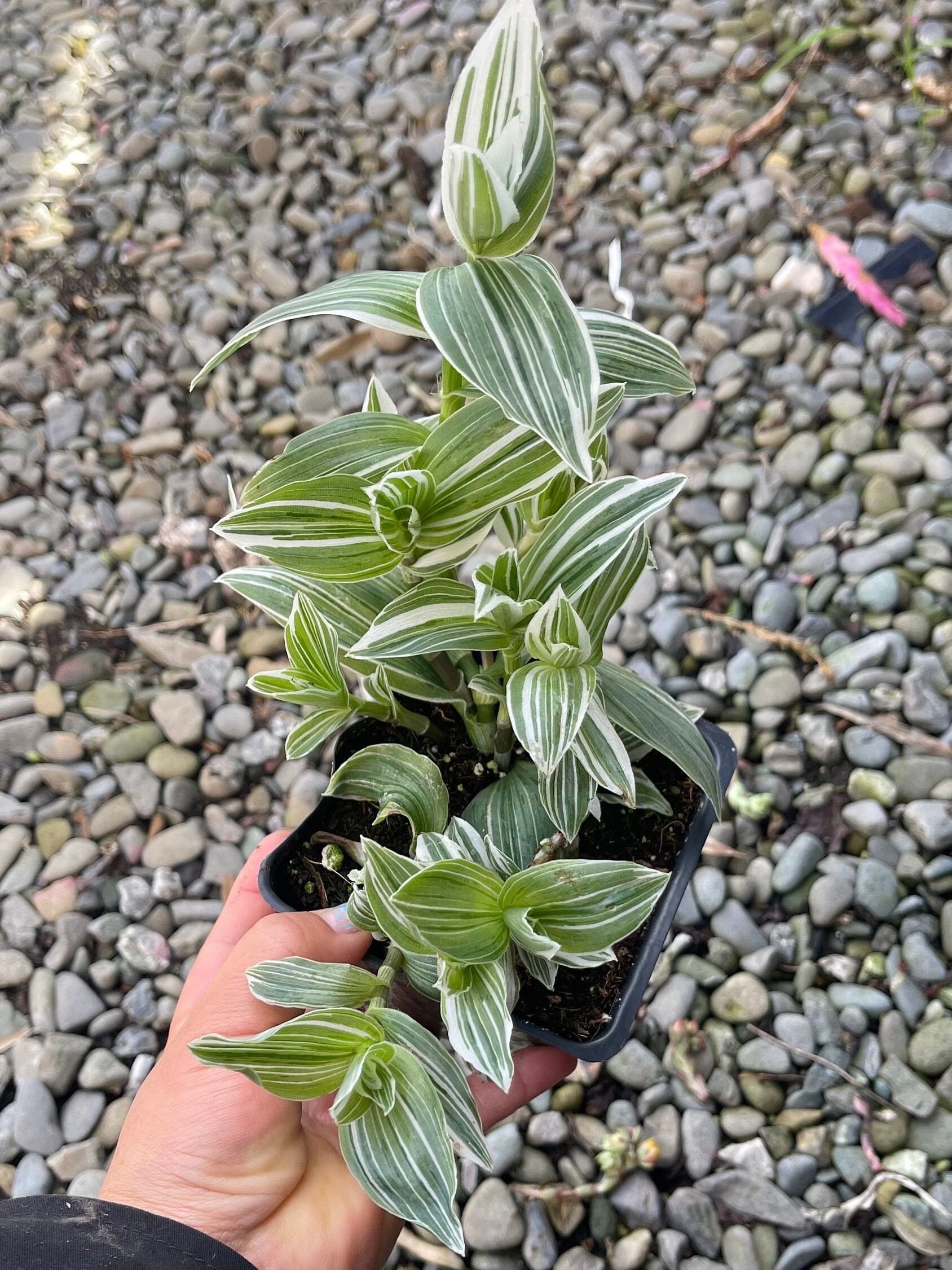 Tradescantia 'pistachio White' 2&4” Pots - Etsy