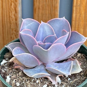 Echeveria ‘Perle von Nurnberg