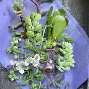May include: A variety of succulent plants in different shades of green, pink, and white, arranged on a purple piece of tissue paper.