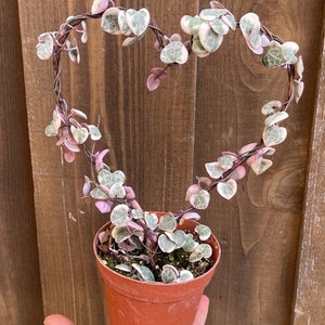 VSOH / Variegated String of Hearts / Ceropegia Woodii Variegata