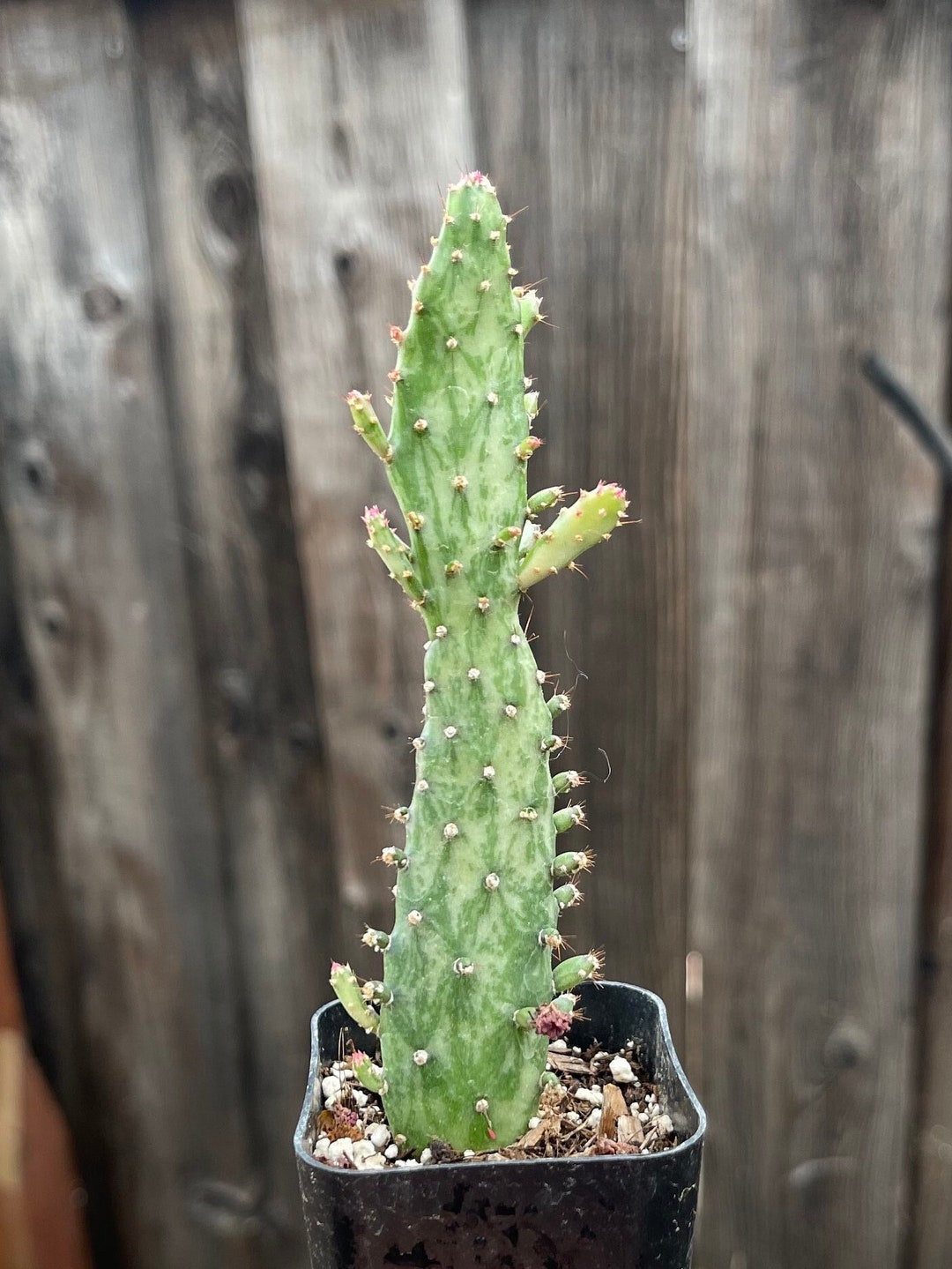 2 Opuntia Maverick Variegata Indoor Outdoor Cactus Plant Succulents Rooted Etsy