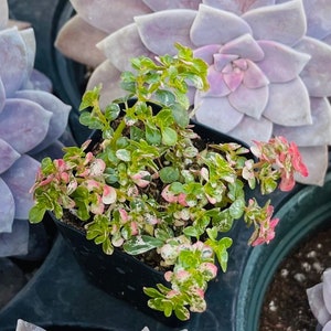 May include: A small potted succulent plant with green leaves and pink edges. The plant is in a black pot and is surrounded by other plants.