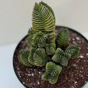 Large Rare Crassula Buddha's Temple Succulent Plant Mature Cluster - Etsy