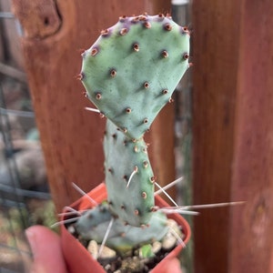 2 Opuntia Azurea image 1