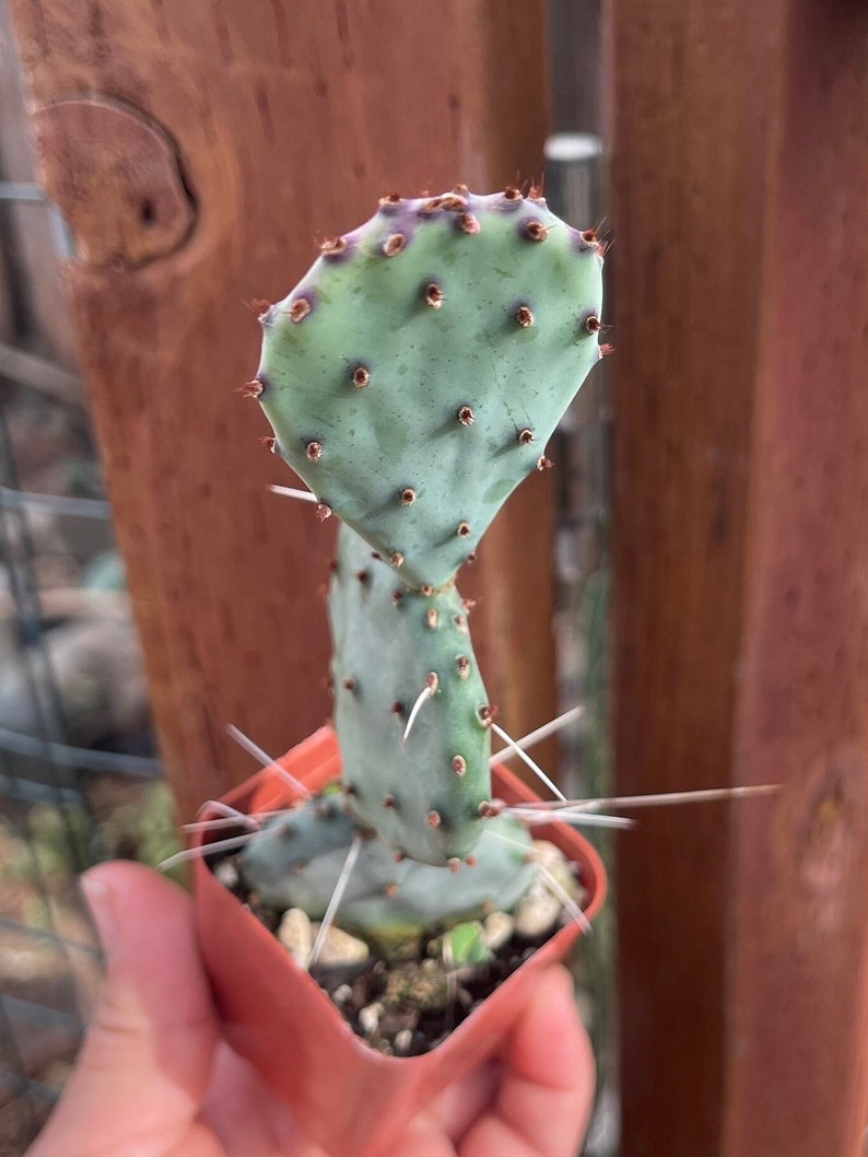 2 Opuntia Azurea image 1